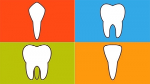 4 نوع مختلف دندان و نحوه عملکرد آن ها