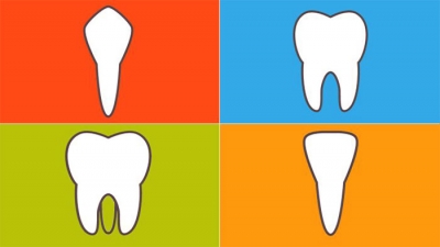 4 نوع مختلف دندان و نحوه عملکرد آن ها